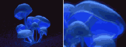    Maya 6
