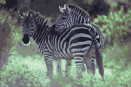 Самоучитель по Adobe Photoshop 7
