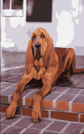 Растровая графика в Adobe Photoshop CS 8