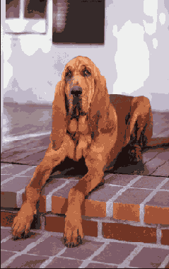 Растровая графика в Adobe Photoshop CS 8